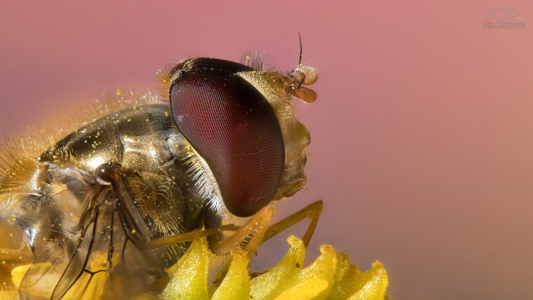 Extreme closeups van insecten - Zweefvlieg Dit jaar legde ik mij toe op microfotografie, de overtreffende trap van macrofotografie. Ik ontwikkelende een eigen geautomatiseerde macro rail waarmee ik in stapjes van 100 tot 300 micron (duizendste van millimeter) 30 tot 60 beelden kan maken om deze nadien samen te voegen. Zo kan ik haarscherpe beelden maken van insecten die enkele minuten wil blijven stilzitten. Evident is dat laatste niet en ook technisch is het telkens een hele uitdaging. Door gebruik te maken van tussenringen tussen je camera en macro lens kan je extreme close-ups maken. Maar het grote nadeel is dat de scherptediepte minder dan 1mm is.  Dit is bijna altijd onvoldoende om een insect mooi in beeld te brengen. De oplossing is een geautomatiseerde macro rail die een heel reeks beelden kan maken die je daarna met software kan samenvoegen.<br />
<br />
Er bestaan heel wat dure commerciële oplossingen, maar ik ging zelf aan de slag. M’n schoonvader ontwikkelde de hardware met een rail met stappenmotor en nog wat extra elektronica en 3D geprinte onderdelen. Ikzelf ontwikkelde software voor op m’n Windows PC die mijn Nikon camera aanstuurt en software voor op een Raspberry Pi die de elektronica aanstuurt.Het eindresultaat werkt heel goed en dit zijn mijn beste beelden van extreme close-ups van insecten. Stefan Cruysberghs